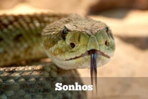 Leia mais sobre o artigo Sonhar com Cobra: Veja os Significados