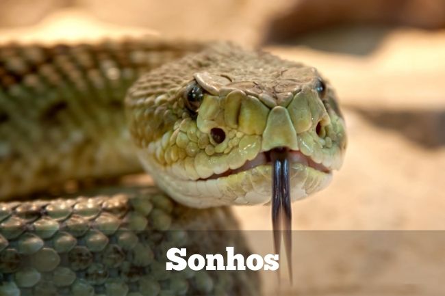 Você está visualizando atualmente Sonhar com Cobra: Veja os Significados