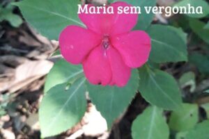 Leia mais sobre o artigo Maria-sem-vergonha: Simples, Colorida e Perfeita para Qualquer Jardim